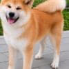 Akita Inu – Beautiful FCI Puppies photo 13