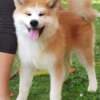 Akita Inu – Beautiful FCI Puppies photo 14