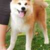 Akita Inu – Beautiful FCI Puppies photo 15