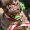Chocolate Petit Brabancon (Smooth Brussel Griffon) photo 1