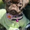 Chocolate Petit Brabancon (Smooth Brussel Griffon) photo 2