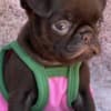 Chocolate Petit Brabancon (Smooth Brussel Griffon) photo 3