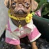 Chocolate Petit Brabancon (Smooth Brussel Griffon) photo 4