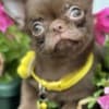 Lilac & chocolate boys chihuahua photo 1