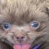 Lilac & chocolate boys chihuahua photo 2