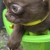 Lilac & chocolate boys chihuahua photo 3