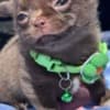 Lilac & chocolate boys chihuahua photo 4