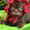Lilac & chocolate boys chihuahua photo 5