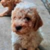 Lagotto Romagnolo, quality puppies photo 1