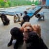 Lagotto Romagnolo, quality puppies photo 2