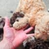 Lagotto Romagnolo, quality puppies photo 4