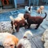 Lagotto Romagnolo, quality puppies photo 5