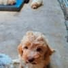 Lagotto Romagnolo, quality puppies photo 6
