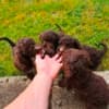 Lagotto Romagnolo, quality puppies photo 7