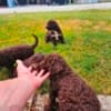 Lagotto Romagnolo, quality puppies photo 8