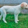 Lagotto Romagnolo, quality puppies photo 10
