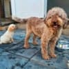 Lagotto Romagnolo, quality puppies photo 11
