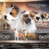 American Stafford puppies photo 1