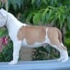 American Stafford puppies photo 2