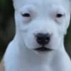 American Stafford puppies photo 4