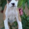 American Stafford puppies photo 5