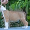 American Stafford puppies photo 6