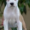 American Stafford puppies photo 7