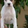 American Stafford puppies photo 8