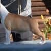 American Stafford puppies photo 9