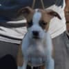 American Stafford puppies photo 10