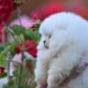 Pomeranian BOO Teddy Bear Puppies photo 1