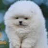 Pomeranian BOO Teddy Bear Puppies photo 2