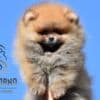Pomeranian BOO Teddy Bear Puppies photo 4