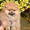 Pomeranian BOO Teddy Bear Puppies photo 5