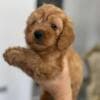 Goldendoodle Beautiful Puppies photo 1
