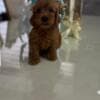 Goldendoodle Beautiful Puppies photo 2