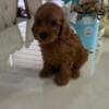 Goldendoodle Beautiful Puppies photo 3
