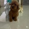 Goldendoodle Beautiful Puppies photo 4