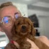 Goldendoodle Beautiful Puppies photo 5