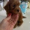 Goldendoodle Beautiful Puppies photo 6