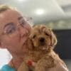 Goldendoodle Beautiful Puppies photo 7
