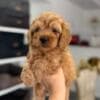 Goldendoodle Beautiful Puppies photo 8