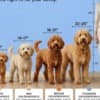 Goldendoodle Beautiful Puppies photo 9