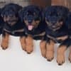 Rottweiler, male puppies photo 1