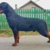 Rottweiler, male puppies photo 2