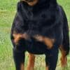 Rottweiler, male puppies photo 3