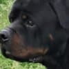 Rottweiler, male puppies photo 4
