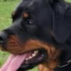 Rottweiler, male puppies photo 5