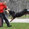 Rottweiler, male puppies photo 7