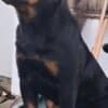 Rottweiler, male puppies photo 8